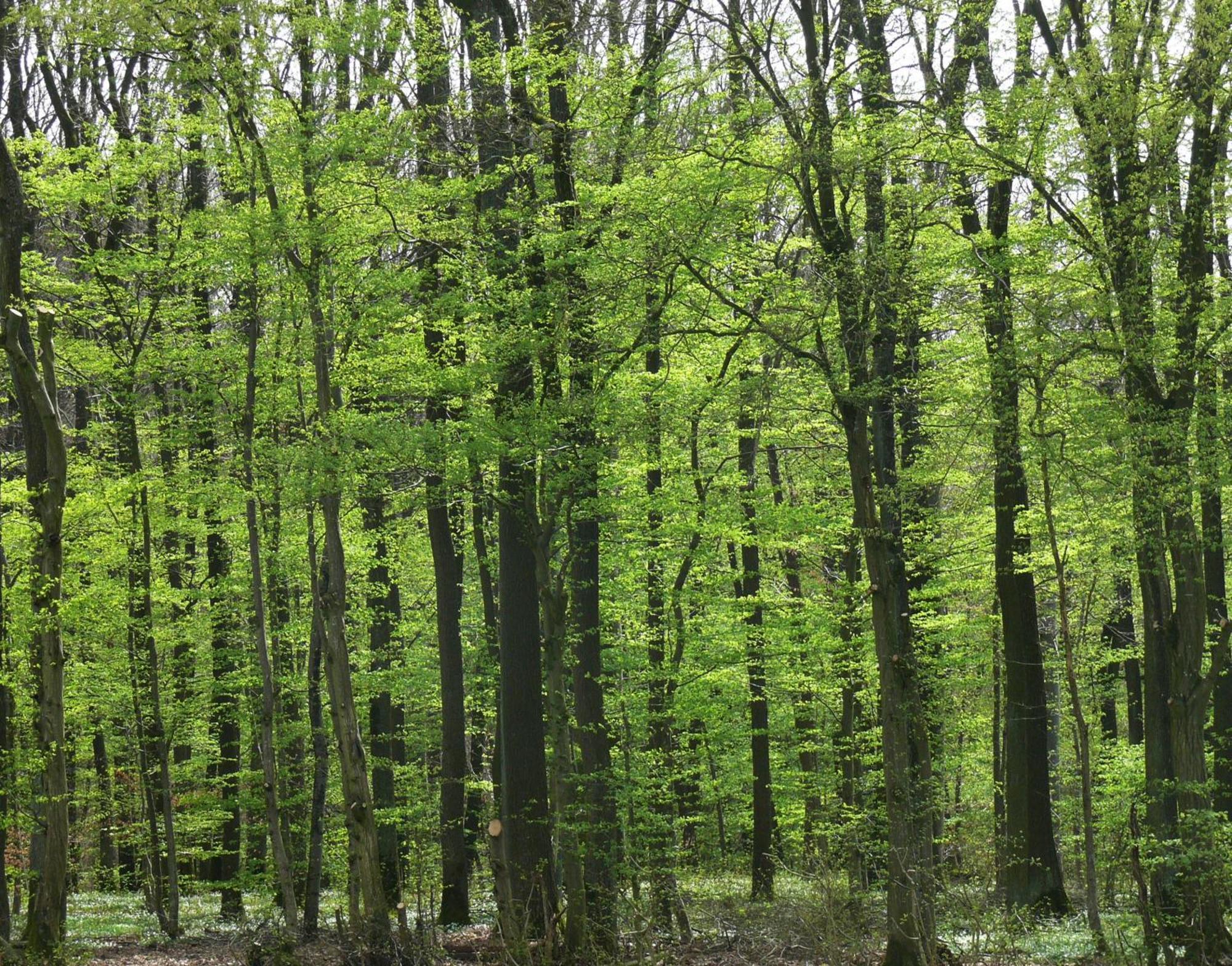 Ferienwohnungen Fischer Strullendorf エクステリア 写真
